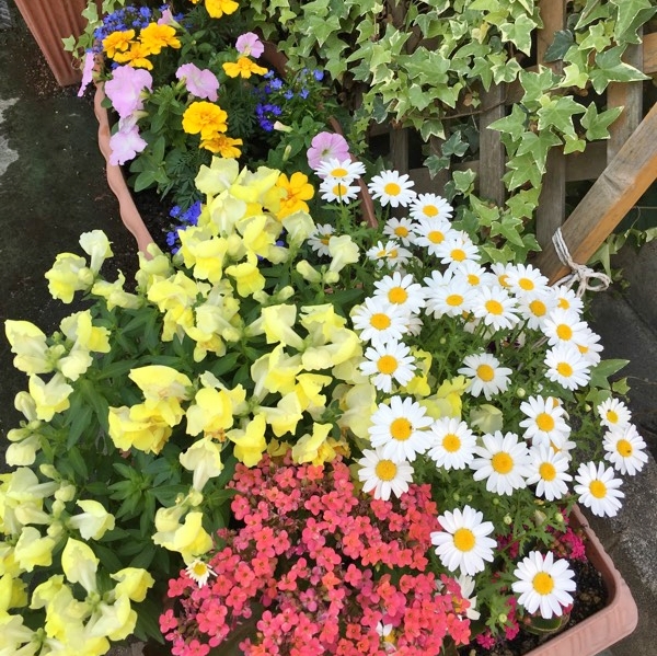 花