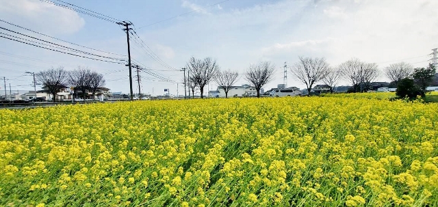 菜の花畑