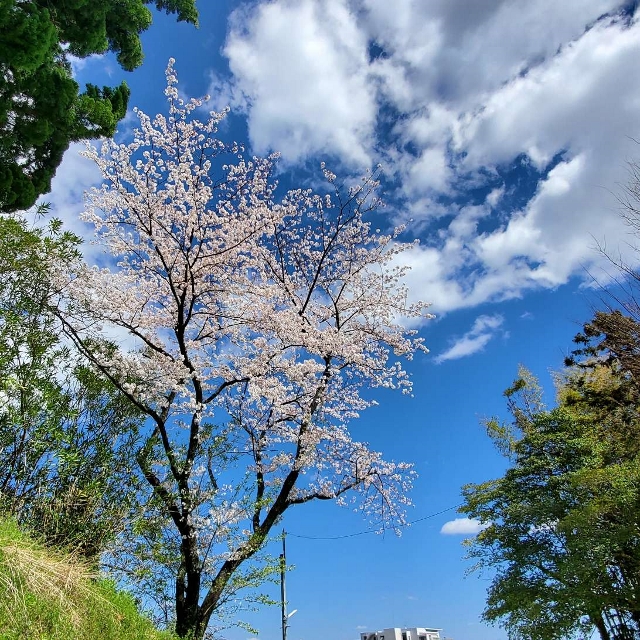 筑紫の桜