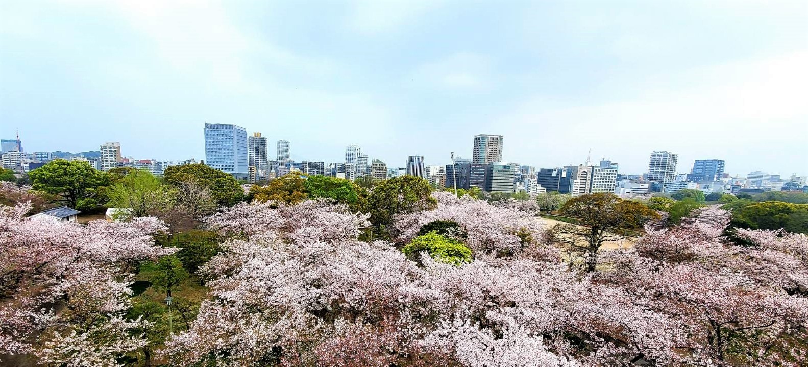 桜