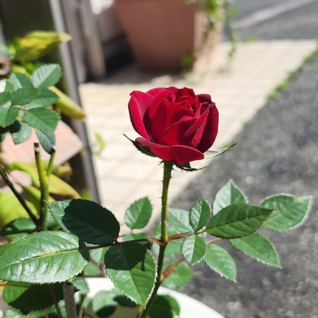 バラ