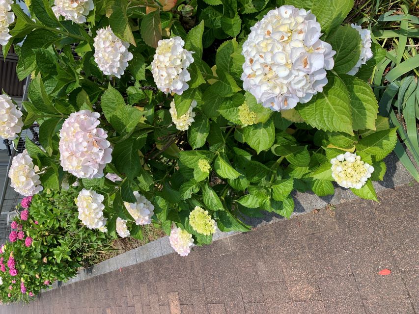 紫陽花